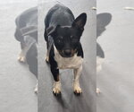 Small Jackshund