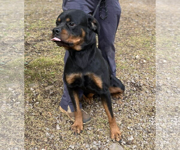 Medium Photo #3 Rottweiler Puppy For Sale in Hillsboro, NH, USA