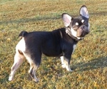 Small Photo #1 French Bulldog Puppy For Sale in SPRINGFIELD, TN, USA