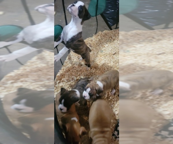 Medium Photo #4 Boxer Puppy For Sale in STAFFORD SPRINGS, CT, USA