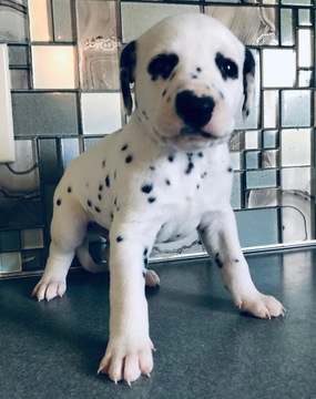 Medium Photo #4 Dalmatian Puppy For Sale in ASHEBORO, NC, USA