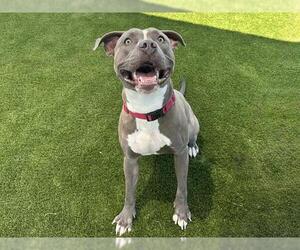 FLINT - Male Mutt Dog for Adoption - Photo #2