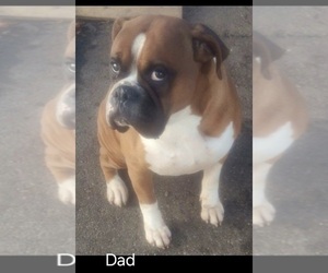 Mother of the Boxer puppies born on 08/03/2025