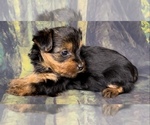 Small Photo #10 Yorkshire Terrier Puppy For Sale in AZLE, TX, USA