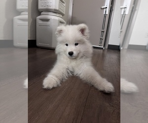 Samoyed Puppy for sale in GREENWOOD, IN, USA