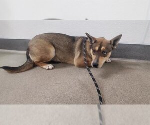 German Shepherd Dog-Siberian Husky Mix Dogs for adoption in HESPERIA, CA, USA