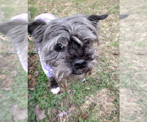 Medium Photo #2 Shih Tzu-Unknown Mix Puppy For Sale in Mooresville, NC, USA
