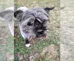 Small #1 Shih Tzu Mix