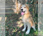 Small #2 Great Pyrenees