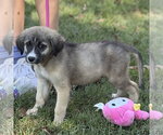 Small Photo #2 Mutt Puppy For Sale in Yardley, PA, USA