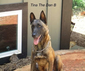 Belgian Malinois Litter for sale in CLEVELAND, GA, USA