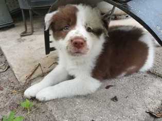 View Ad Border Collie Puppy For Sale Near Florida Sanford Usa