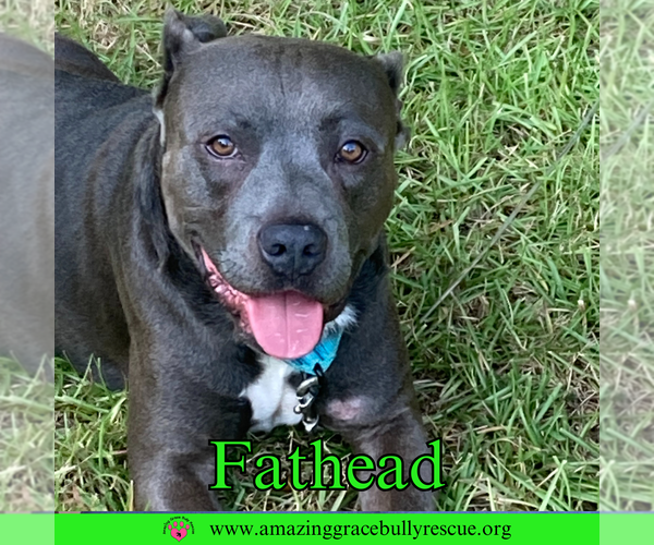 Medium Photo #23 American Pit Bull Terrier-Unknown Mix Puppy For Sale in Pensacola, FL, USA
