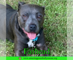 Small #22 American Pit Bull Terrier Mix