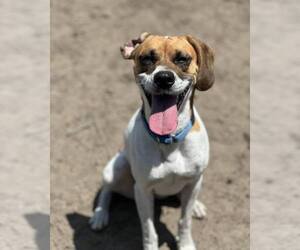 Emily - Female Mutt Dog for Adoption - Photo #6