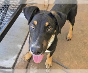 Medium German Shepherd Dog Mix