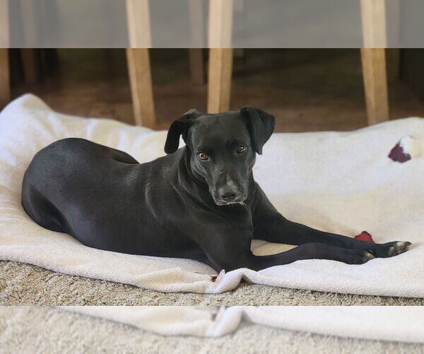 Medium Photo #4 Labrador Retriever-Unknown Mix Puppy For Sale in oakland, FL, USA