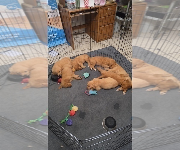 Medium Photo #1 Golden Retriever Puppy For Sale in EXETER, CA, USA