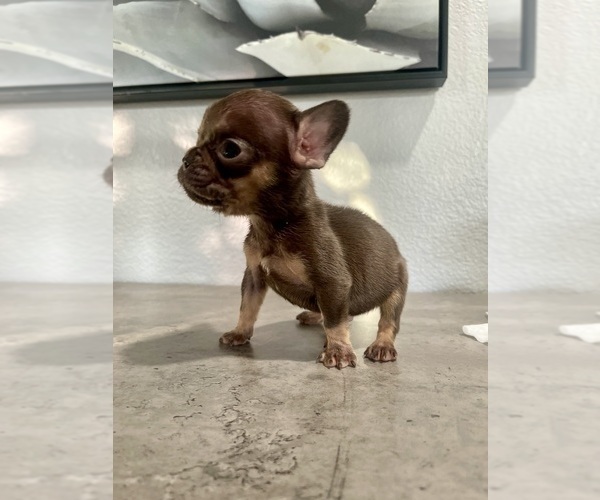 Medium Photo #5 French Bulldog Puppy For Sale in EASTVALE, CA, USA