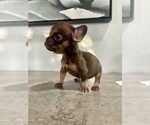 Small #4 French Bulldog