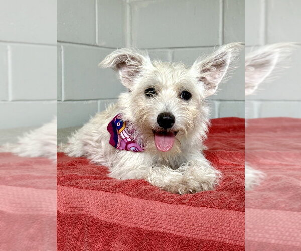 Medium Photo #4 Mutt Puppy For Sale in San Leon, TX, USA