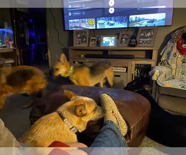 Medium Photo #4 German Shepherd Dog Puppy For Sale in Sebec, ME, USA