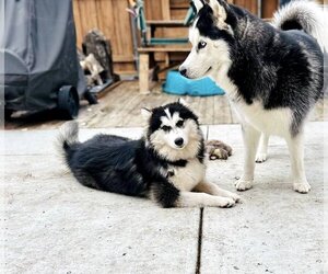 Siberian Husky Dogs for adoption in Carrollton, TX, USA