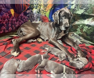 Mother of the Great Dane puppies born on 01/17/2024