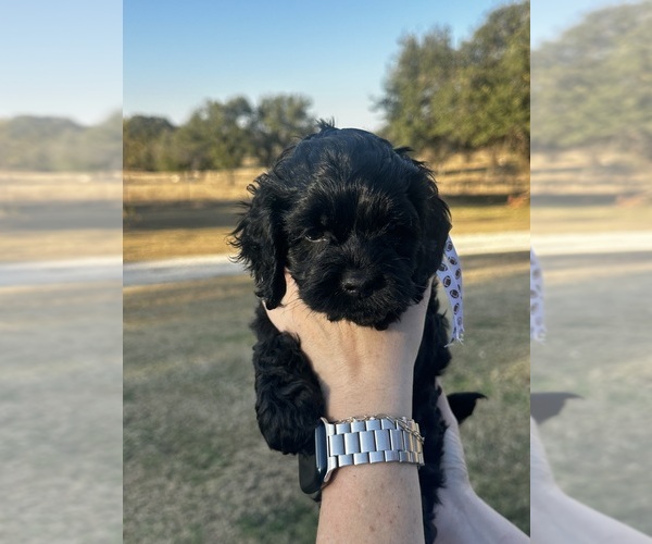 Medium Photo #4 Cock-A-Poo Puppy For Sale in STEPHENVILLE, TX, USA