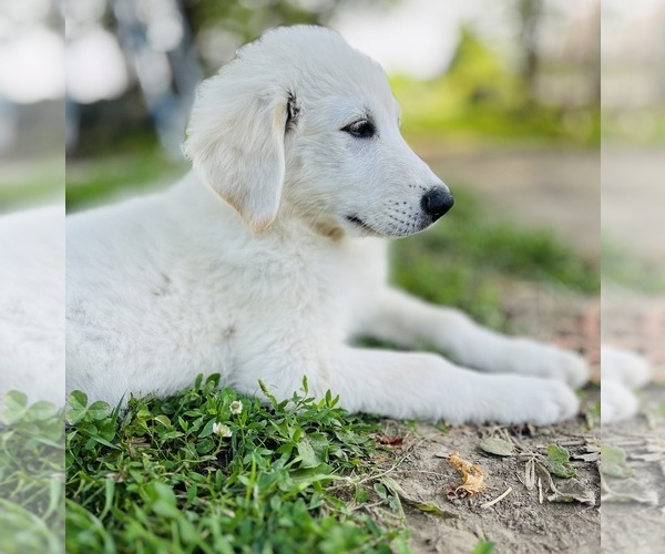 Medium Photo #7 Maremma Sheepdog Puppy For Sale in CONNEAUT, OH, USA