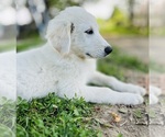 Small #6 Maremma Sheepdog