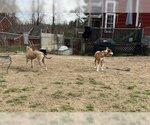 Small #2 Labrador Retriever Mix
