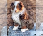 Small Photo #3 Australian Shepherd Puppy For Sale in WESLEY CHAPEL, FL, USA