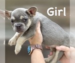 Small Photo #1 French Bulldog Puppy For Sale in HOUSTON, TX, USA