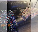 Small #4 Doberman Pinscher