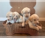 Small #1 Labrador Retriever