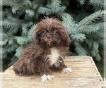 Image preview for Ad Listing. Nickname: Halle