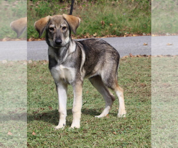 Medium Photo #4 Siberian Husky-Unknown Mix Puppy For Sale in Prattville, AL, USA