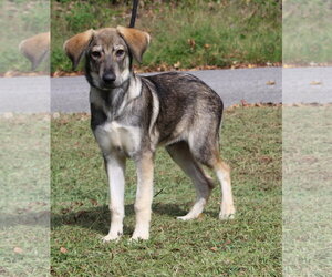 Jaxon 44399 - Male Siberian Husky-Unknown Mix Dog for Adoption - Photo #4