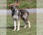 Small Photo #4 Siberian Husky-Unknown Mix Puppy For Sale in Prattville, AL, USA