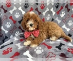 Small #3 Cavapoo (Miniature)