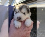 Small #7 Alaskan Malamute
