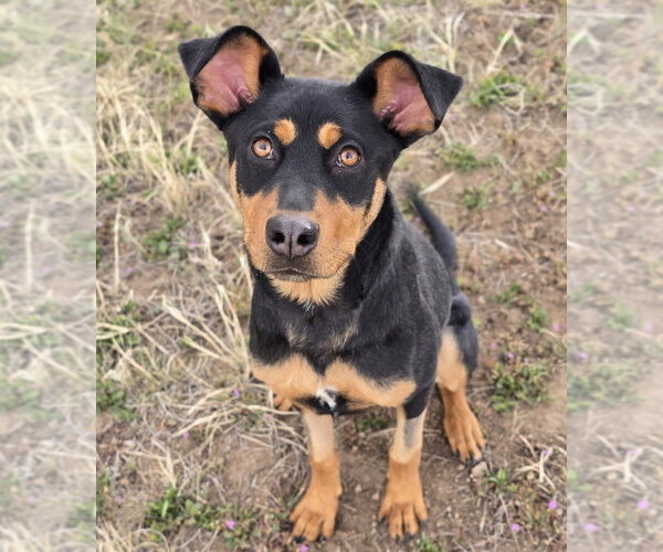 Medium Photo #5 Rottweiler-Unknown Mix Puppy For Sale in Lakewood, CO, USA