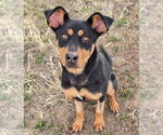 Small #4 Rottweiler Mix