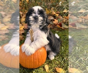Shih Tzu Puppy for sale in MIDDLEBURY, IN, USA