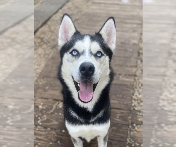Medium Photo #1 Siberian Husky Puppy For Sale in Matawan, NJ, USA
