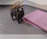 Small French Bulldog