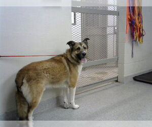 German Shepherd Dog-Unknown Mix Dogs for adoption in Pasadena, TX, USA