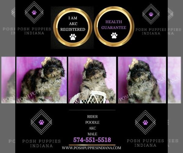 Medium Photo #5 Poodle (Toy) Puppy For Sale in WARSAW, IN, USA