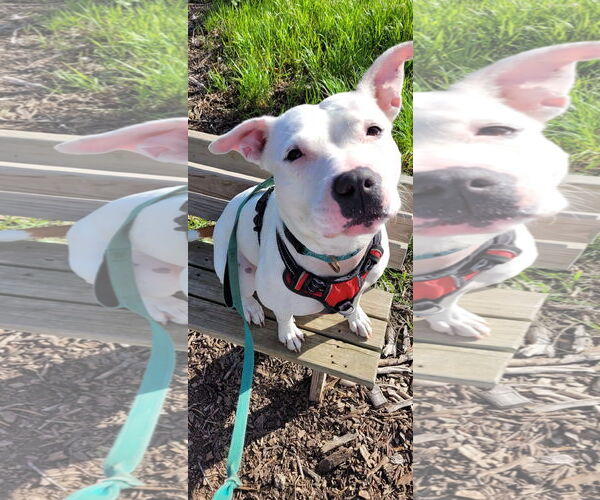 Medium Photo #6 Mutt Puppy For Sale in Williamsburg, IA, USA